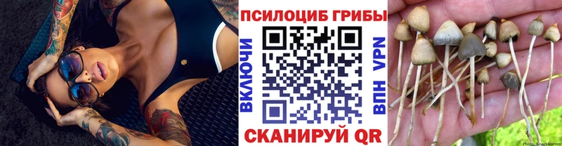 Псилоцибиновые грибы Cubensis  Купить  Петровск-Забайкальский 
